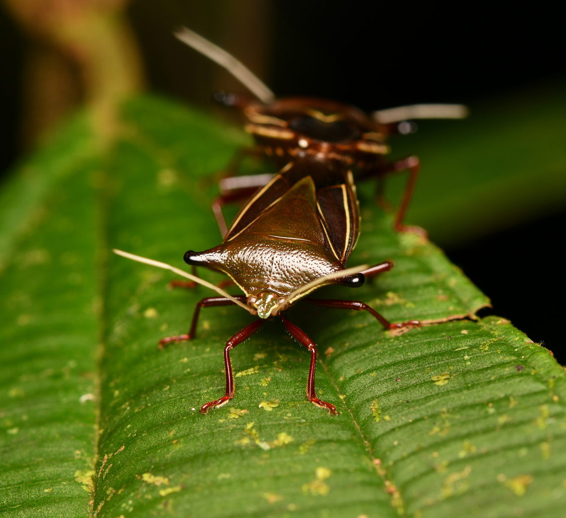Edessa jugata - frontal, La Isla Escondida, Colombia <figure class="photo"><a href="https://www.jungledragon.com/image/167420/edessa_jugata_la_isla_escondida_colombia.html" title="Edessa jugata, La Isla Escondida, Colombia"><img src="https://s3.amazonaws.com/media.jungledragon.com/images/2/167420_thumb.jpg?AWSAccessKeyId=05GMT0V3GWVNE7GGM1R2&Expires=1769040010&Signature=Gbn3fu3x%2FvVBYFInQBoyD%2Bpj4So%3D" width="200" height="134" alt="Edessa jugata, La Isla Escondida, Colombia https://www.jungledragon.com/image/167419/edessa_jugata_-_frontal_la_isla_escondida_colombia.html Colombia,Colombia 2024,Edessa jugata,Fall,Geotagged,La Isla Escondida,South America,World" /></a></figure> Colombia,Colombia 2024,Edessa jugata,Fall,Geotagged,La Isla Escondida,South America,World