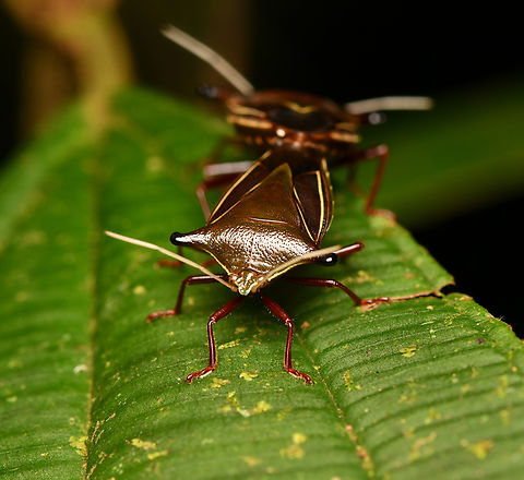 Edessa jugata - frontal, La Isla Escondida, Colombia https://www.jungledragon.com/image/167420/edessa_jugata_la_isla_escondida_colombia.html Colombia,Colombia 2024,Edessa jugata,Fall,Geotagged,La Isla Escondida,South America,World