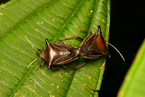 Edessa jugata, La Isla Escondida, Colombia https://www.jungledragon.com/image/167419/edessa_jugata_-_frontal_la_isla_escondida_colombia.html Colombia,Colombia 2024,Edessa jugata,Fall,Geotagged,La Isla Escondida,South America,World