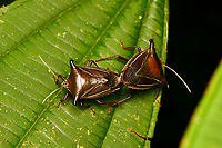 Edessa jugata, La Isla Escondida, Colombia https://www.jungledragon.com/image/167419/edessa_jugata_-_frontal_la_isla_escondida_colombia.html Colombia,Colombia 2024,Edessa jugata,Fall,Geotagged,La Isla Escondida,South America,World