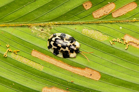 Aslamidium capense, La Isla Escondida, Colombia  Aslamidium capense,Colombia,Colombia 2024,Fall,Geotagged,La Isla Escondida,South America,World