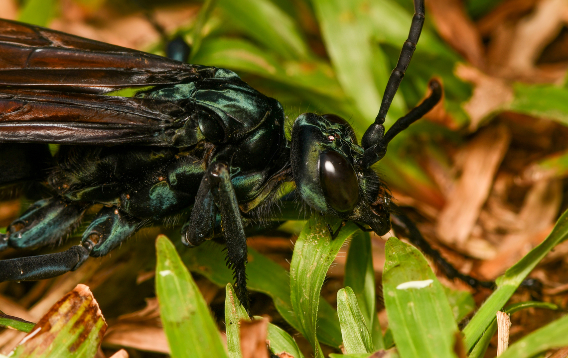 Pepsis sp. - closeup, La Isla Escondida, Colombia A massive Tarantula-hawk Wasp that our guide Manuel had caught. He put it in a freezer for 2 mins to slow it down. We then took photos for about a minute after which it flew away.<br />
<figure class="photo"><a href="https://www.jungledragon.com/image/167444/pepsis_sp._-_overview_la_isla_escondida_colombia.html" title="Pepsis sp. - overview, La Isla Escondida, Colombia"><img src="https://s3.amazonaws.com/media.jungledragon.com/images/2/167444_thumb.jpg?AWSAccessKeyId=05GMT0V3GWVNE7GGM1R2&Expires=1769040010&Signature=ycf1lK2p41CgbTiifc6phYXrKuA%3D" width="200" height="168" alt="Pepsis sp. - overview, La Isla Escondida, Colombia A massive Tarantula-hawk Wasp that our guide Manuel had caught. He put it in a freezer for 2 mins to slow it down. We then took photos for about a minute after which it flew away.<br />
https://www.jungledragon.com/image/167444/pepsis_sp._-_overview_la_isla_escondida_colombia.html<br />
https://www.jungledragon.com/image/167445/pepsis_sp._la_isla_escondida_colombia.html<br />
https://www.jungledragon.com/image/167443/pepsis_sp._-_closeup_la_isla_escondida_colombia.html Colombia,Colombia 2024,Fall,Geotagged,La Isla Escondida,South America,World" /></a></figure><br />
<figure class="photo"><a href="https://www.jungledragon.com/image/167445/pepsis_sp._la_isla_escondida_colombia.html" title="Pepsis sp., La Isla Escondida, Colombia"><img src="https://s3.amazonaws.com/media.jungledragon.com/images/2/167445_thumb.jpg?AWSAccessKeyId=05GMT0V3GWVNE7GGM1R2&Expires=1769040010&Signature=L4Fq0B9669QasVTV2liOTTmA894%3D" width="200" height="152" alt="Pepsis sp., La Isla Escondida, Colombia A massive Tarantula-hawk Wasp that our guide Manuel had caught. He put it in a freezer for 2 mins to slow it down. We then took photos for about a minute after which it flew away.<br />
https://www.jungledragon.com/image/167444/pepsis_sp._-_overview_la_isla_escondida_colombia.html<br />
https://www.jungledragon.com/image/167445/pepsis_sp._la_isla_escondida_colombia.html<br />
https://www.jungledragon.com/image/167443/pepsis_sp._-_closeup_la_isla_escondida_colombia.html Colombia,Colombia 2024,Fall,Geotagged,La Isla Escondida,South America,World" /></a></figure><br />
<figure class="photo"><a href="https://www.jungledragon.com/image/167443/pepsis_sp._-_closeup_la_isla_escondida_colombia.html" title="Pepsis sp. - closeup, La Isla Escondida, Colombia"><img src="https://s3.amazonaws.com/media.jungledragon.com/images/2/167443_thumb.jpg?AWSAccessKeyId=05GMT0V3GWVNE7GGM1R2&Expires=1769040010&Signature=9fKTcov9Ji%2Fau4UTWgGBBkQZ%2BN8%3D" width="200" height="128" alt="Pepsis sp. - closeup, La Isla Escondida, Colombia A massive Tarantula-hawk Wasp that our guide Manuel had caught. He put it in a freezer for 2 mins to slow it down. We then took photos for about a minute after which it flew away.<br />
https://www.jungledragon.com/image/167444/pepsis_sp._-_overview_la_isla_escondida_colombia.html<br />
https://www.jungledragon.com/image/167445/pepsis_sp._la_isla_escondida_colombia.html<br />
https://www.jungledragon.com/image/167443/pepsis_sp._-_closeup_la_isla_escondida_colombia.html Colombia,Colombia 2024,Fall,Geotagged,La Isla Escondida,South America,World" /></a></figure> Colombia,Colombia 2024,Fall,Geotagged,La Isla Escondida,South America,World