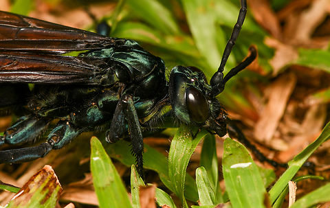 Pepsis sp. - closeup, La Isla Escondida, Colombia A massive Tarantula-hawk Wasp that our guide Manuel had caught. He put it in a freezer for 2 mins to slow it down. We then took photos for about a minute after which it flew away.
https://www.jungledragon.com/image/167444/pepsis_sp._-_overview_la_isla_escondida_colombia.html
https://www.jungledragon.com/image/167445/pepsis_sp._la_isla_escondida_colombia.html
https://www.jungledragon.com/image/167443/pepsis_sp._-_closeup_la_isla_escondida_colombia.html Colombia,Colombia 2024,Fall,Geotagged,La Isla Escondida,South America,World