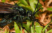 Pepsis sp. - closeup, La Isla Escondida, Colombia A massive Tarantula-hawk Wasp that our guide Manuel had caught. He put it in a freezer for 2 mins to slow it down. We then took photos for about a minute after which it flew away.<br />
https://www.jungledragon.com/image/167444/pepsis_sp._-_overview_la_isla_escondida_colombia.html<br />
https://www.jungledragon.com/image/167445/pepsis_sp._la_isla_escondida_colombia.html<br />
https://www.jungledragon.com/image/167443/pepsis_sp._-_closeup_la_isla_escondida_colombia.html Colombia,Colombia 2024,Fall,Geotagged,La Isla Escondida,South America,World