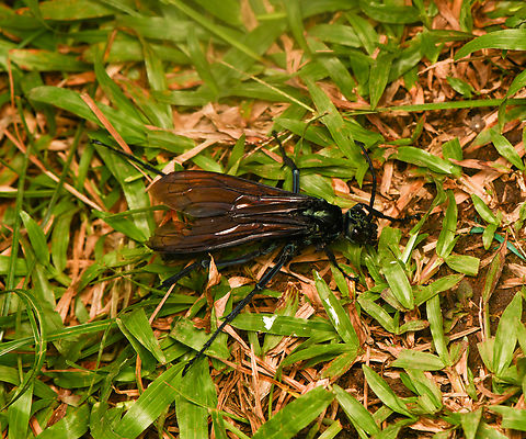 Pepsis sp. - overview, La Isla Escondida, Colombia A massive Tarantula-hawk Wasp that our guide Manuel had caught. He put it in a freezer for 2 mins to slow it down. We then took photos for about a minute after which it flew away.
https://www.jungledragon.com/image/167444/pepsis_sp._-_overview_la_isla_escondida_colombia.html
https://www.jungledragon.com/image/167445/pepsis_sp._la_isla_escondida_colombia.html
https://www.jungledragon.com/image/167443/pepsis_sp._-_closeup_la_isla_escondida_colombia.html Colombia,Colombia 2024,Fall,Geotagged,La Isla Escondida,South America,World