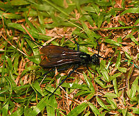 Pepsis sp. - overview, La Isla Escondida, Colombia A massive Tarantula-hawk Wasp that our guide Manuel had caught. He put it in a freezer for 2 mins to slow it down. We then took photos for about a minute after which it flew away.<br />
https://www.jungledragon.com/image/167444/pepsis_sp._-_overview_la_isla_escondida_colombia.html<br />
https://www.jungledragon.com/image/167445/pepsis_sp._la_isla_escondida_colombia.html<br />
https://www.jungledragon.com/image/167443/pepsis_sp._-_closeup_la_isla_escondida_colombia.html Colombia,Colombia 2024,Fall,Geotagged,La Isla Escondida,South America,World