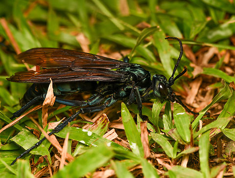 Pepsis sp., La Isla Escondida, Colombia A massive Tarantula-hawk Wasp that our guide Manuel had caught. He put it in a freezer for 2 mins to slow it down. We then took photos for about a minute after which it flew away.
https://www.jungledragon.com/image/167444/pepsis_sp._-_overview_la_isla_escondida_colombia.html
https://www.jungledragon.com/image/167445/pepsis_sp._la_isla_escondida_colombia.html
https://www.jungledragon.com/image/167443/pepsis_sp._-_closeup_la_isla_escondida_colombia.html Colombia,Colombia 2024,Fall,Geotagged,La Isla Escondida,South America,World