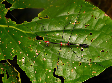 Oreophoetes topoense, La Isla Escondida, Colombia  Colombia,Colombia 2024,Fall,Geotagged,La Isla Escondida,Oreophoetes topoense,South America,World