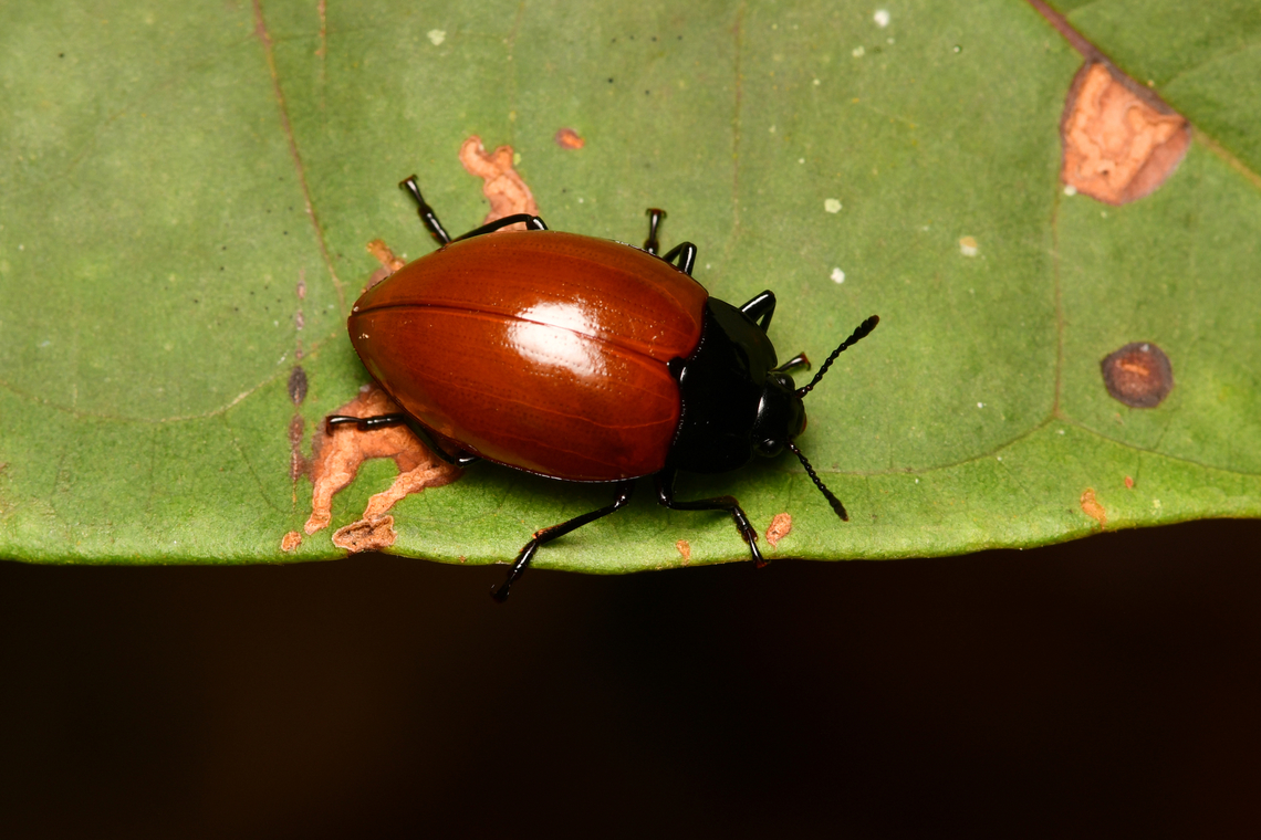Iphiclus nigriventris, La Isla Escondida, Colombia  Colombia,Colombia 2024,Fall,Geotagged,Iphiclus nigriventris,La Isla Escondida,South America,World