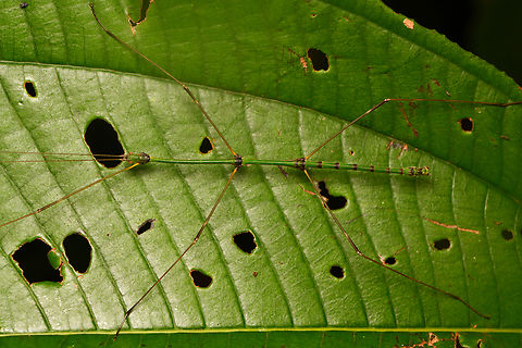 Libethroidea tenuis #2, La Isla Escondida, Colombia  Colombia,Colombia 2024,Fall,Geotagged,La Isla Escondida,Libethroidea tenuis,South America,World