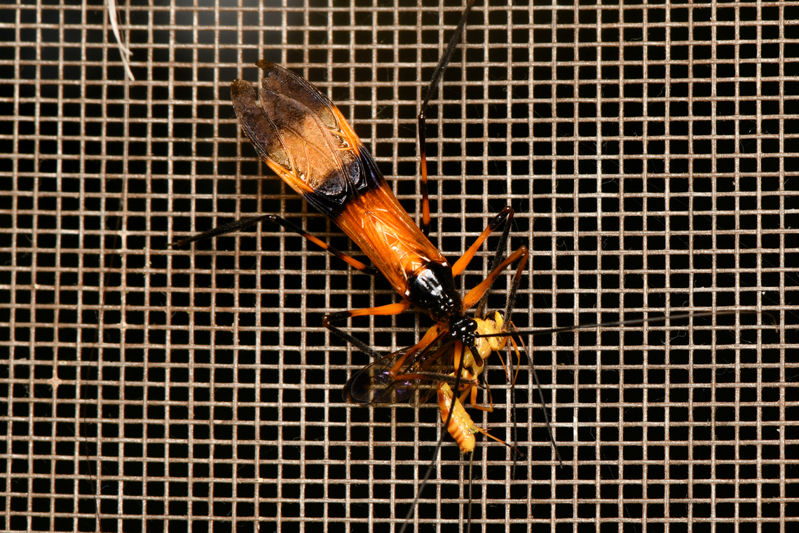 Hiranetis braconiformis, La Isla Escondida, Colombia Assassin bug with a wasp kill. Colombia,Colombia 2024,Fall,Geotagged,Hiranetis braconiformis,La Isla Escondida,South America,World