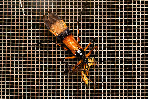Hiranetis braconiformis, La Isla Escondida, Colombia Assassin bug with a wasp kill. Colombia,Colombia 2024,Fall,Geotagged,Hiranetis braconiformis,La Isla Escondida,South America,World