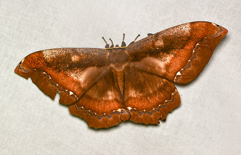 Arsenura batesii, La Isla Escondida, Colombia This moth is enormous but still uncommon to see. Arsenura batesii,Colombia,Colombia 2024,Fall,Geotagged,La Isla Escondida,South America,World