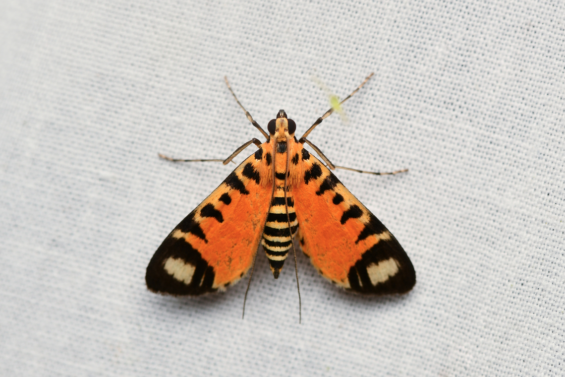 Radessa vitilimbalis, La Isla Escondida, Colombia  Colombia,Colombia 2024,Fall,Geotagged,La Isla Escondida,Radessa vitilimbalis,South America,World