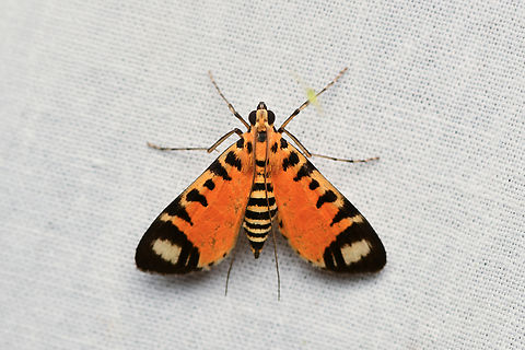 Radessa vitilimbalis, La Isla Escondida, Colombia  Colombia,Colombia 2024,Fall,Geotagged,La Isla Escondida,Radessa vitilimbalis,South America,World