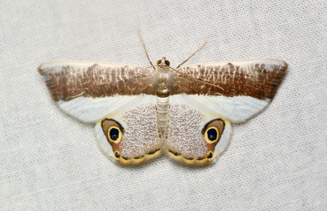 Opisthoxia laticlava, La Isla Escondida, Colombia  Colombia,Colombia 2024,Fall,Geotagged,La Isla Escondida,Opisthoxia laticlava,South America,World