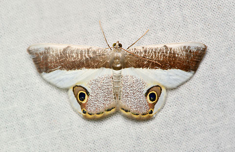 Opisthoxia laticlava, La Isla Escondida, Colombia  Colombia,Colombia 2024,Fall,Geotagged,La Isla Escondida,Opisthoxia laticlava,South America,World