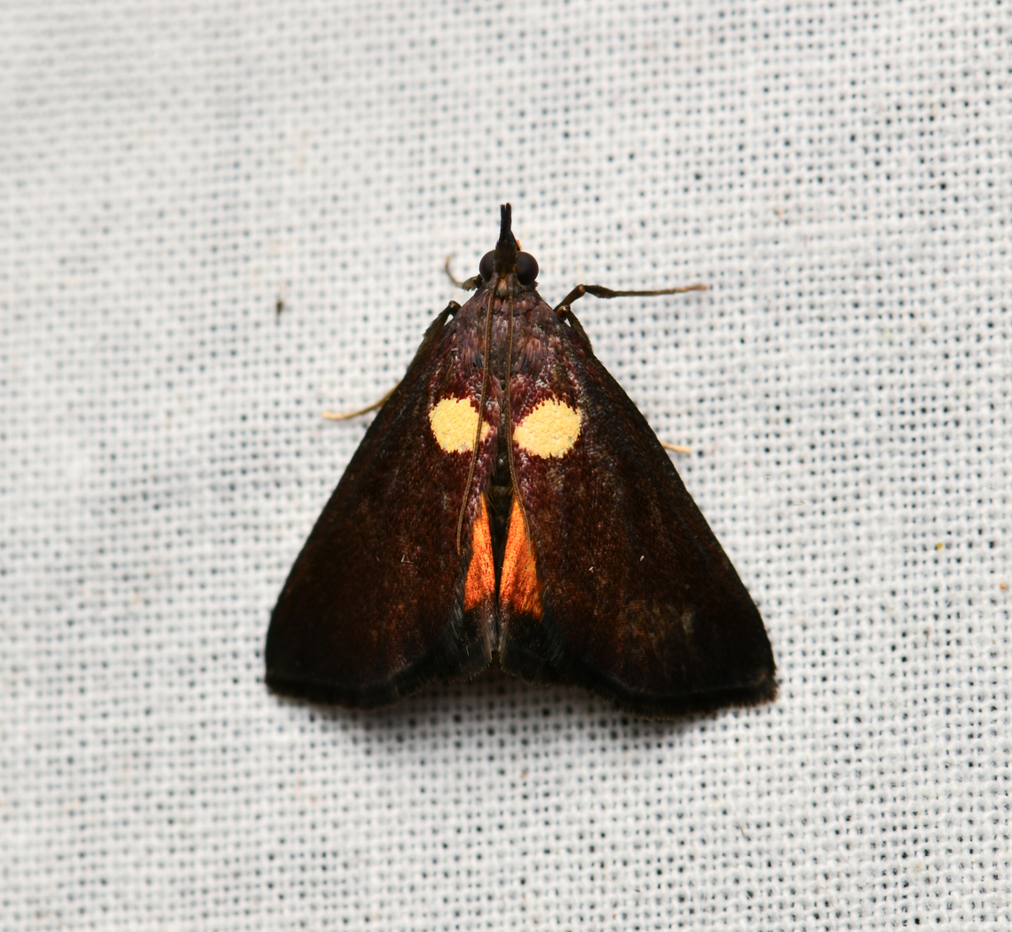 Semnia auritalis, La Isla Escondida, Colombia  Colombia,Colombia 2024,Fall,Geotagged,La Isla Escondida,Semnia auritalis,South America,World