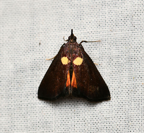 Semnia auritalis, La Isla Escondida, Colombia  Colombia,Colombia 2024,Fall,Geotagged,La Isla Escondida,Semnia auritalis,South America,World