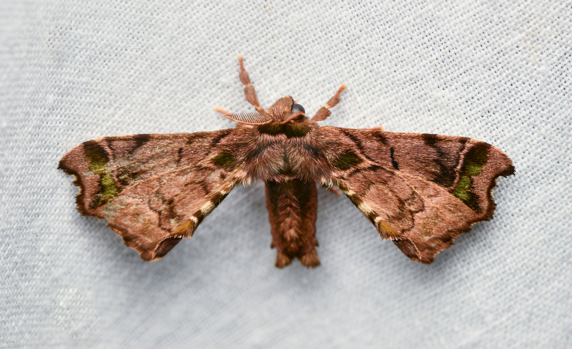 Quentalia reissi, La Isla Escondida, Colombia Tentative ID. Reference used:<br />
<a href="https://leps.fieldguide.ai/figure/5edb76363c12ef713931f505/detail?profile=figures&amp;category=59bb36e2929d3d10ea9f0e78" rel="nofollow">https://leps.fieldguide.ai/figure/5edb76363c12ef713931f505/detail?profile=figures&amp;category=59bb36e2929d3d10ea9f0e78</a> Colombia,Colombia 2024,Fall,Geotagged,La Isla Escondida,Quentalia reissi,South America,World