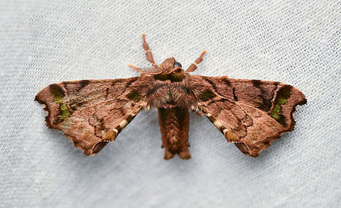 Quentalia reissi, La Isla Escondida, Colombia Tentative ID. Reference used:
https://leps.fieldguide.ai/figure/5edb76363c12ef713931f505/detail?profile=figures&category=59bb36e2929d3d10ea9f0e78 Colombia,Colombia 2024,Fall,Geotagged,La Isla Escondida,Quentalia reissi,South America,World