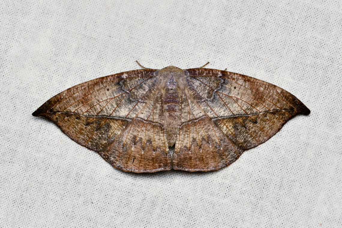 Oxydia augusta, La Isla Escondida, Colombia  Colombia,Colombia 2024,Fall,Geotagged,La Isla Escondida,Oxydia augusta,South America,World