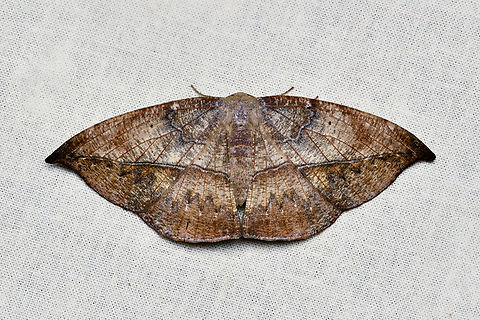 Oxydia augusta, La Isla Escondida, Colombia  Colombia,Colombia 2024,Fall,Geotagged,La Isla Escondida,Oxydia augusta,South America,World