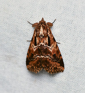 Unknown brown moth, La Isla Escondida, Colombia  Colombia,Colombia 2024,Fall,Geotagged,La Isla Escondida,South America,World