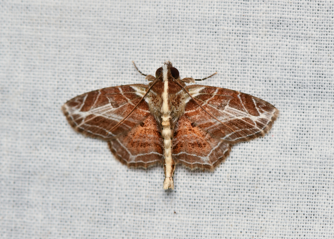 Dolichosomastis leucogrammica, La Isla Escondida, Colombia  Colombia,Colombia 2024,Dolichosomastis leucogrammica,Fall,Geotagged,La Isla Escondida,South America,World