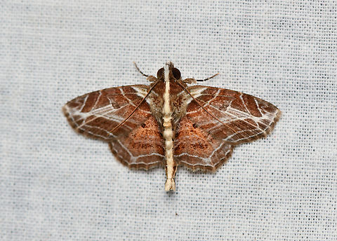 Dolichosomastis leucogrammica, La Isla Escondida, Colombia  Colombia,Colombia 2024,Dolichosomastis leucogrammica,Fall,Geotagged,La Isla Escondida,South America,World