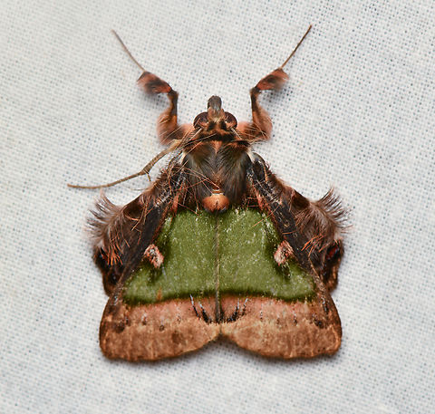 Ceroctena amynta, La Isla Escondida, Colombia  Ceroctena amynta,Colombia,Colombia 2024,Emeraldine,Fall,Geotagged,La Isla Escondida,South America,World