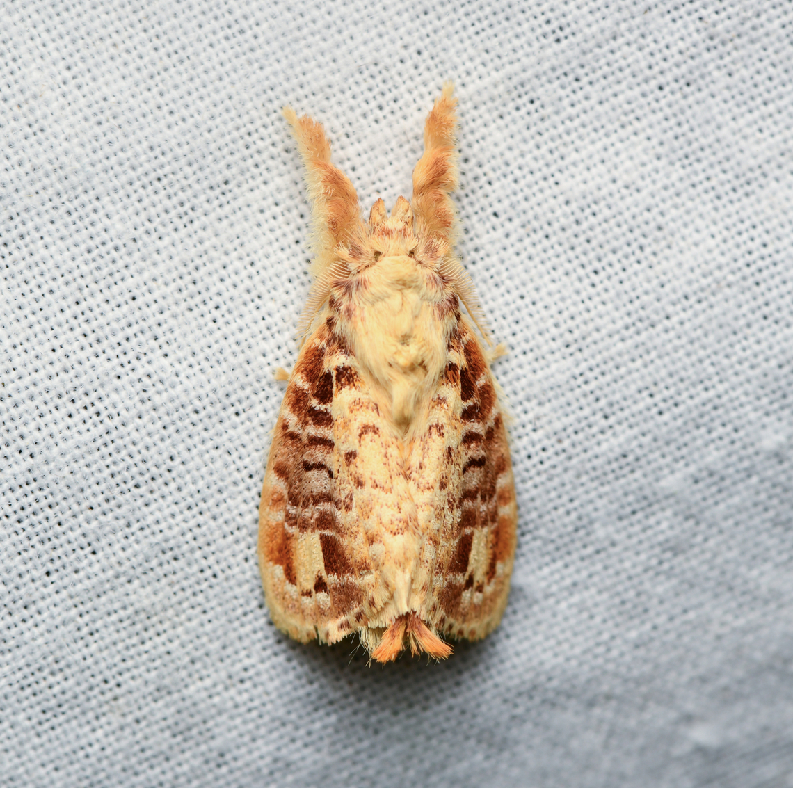 Nesara tremula, La Isla Escondida, Colombia  Colombia,Colombia 2024,Fall,Geotagged,La Isla Escondida,Nesara tremula,South America,World