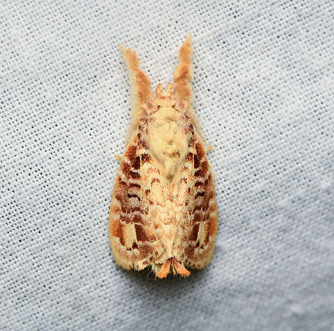 Nesara tremula, La Isla Escondida, Colombia  Colombia,Colombia 2024,Fall,Geotagged,La Isla Escondida,Nesara tremula,South America,World