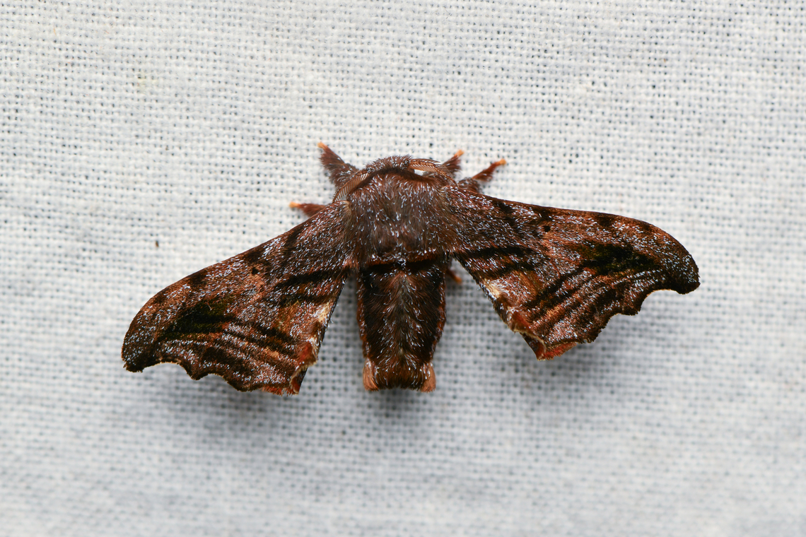 Quentalia excisa, La Isla Escondida, Colombia  Colombia,Colombia 2024,Fall,Geotagged,La Isla Escondida,Quentalia excisa,South America,World