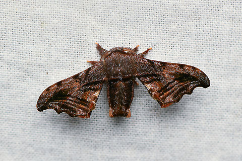 Quentalia excisa, La Isla Escondida, Colombia  Colombia,Colombia 2024,Fall,Geotagged,La Isla Escondida,Quentalia excisa,South America,World