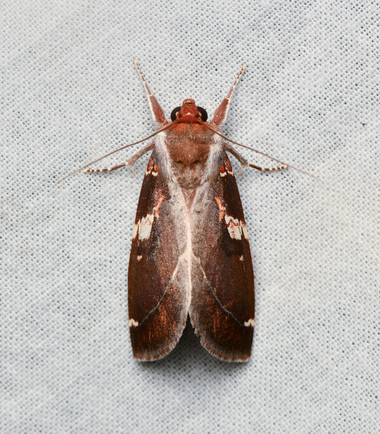 Hemiceras carmelita, La Isla Escondida, Colombia  Colombia,Colombia 2024,Fall,Geotagged,Hemiceras carmelita,La Isla Escondida,South America,World