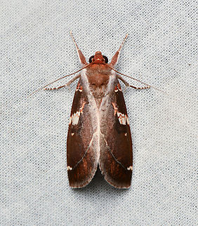 Hemiceras carmelita, La Isla Escondida, Colombia  Colombia,Colombia 2024,Fall,Geotagged,Hemiceras carmelita,La Isla Escondida,South America,World