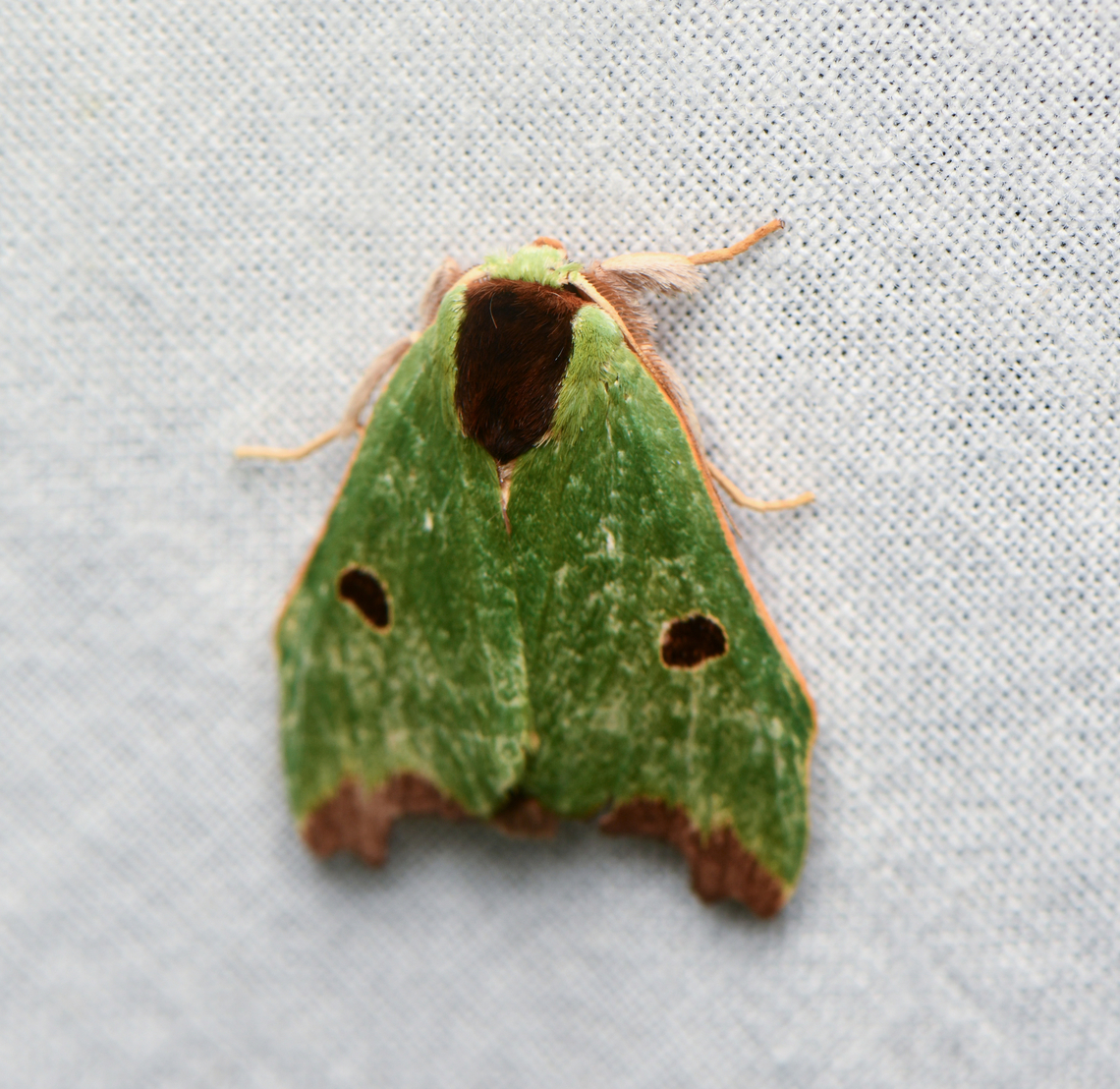 Rosema maximepuncta, La Isla Escondida, Colombia  Colombia,Colombia 2024,Fall,Geotagged,La Isla Escondida,Rosema maximepuncta,South America,World
