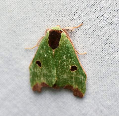 Rosema maximepuncta, La Isla Escondida, Colombia  Colombia,Colombia 2024,Fall,Geotagged,La Isla Escondida,Rosema maximepuncta,South America,World