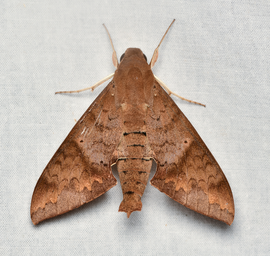 Pachylioides resumens, La Isla Escondida, Colombia  Colombia,Colombia 2024,Fall,Geotagged,La Isla Escondida,Pachylioides,Pachylioides resumens,South America,World