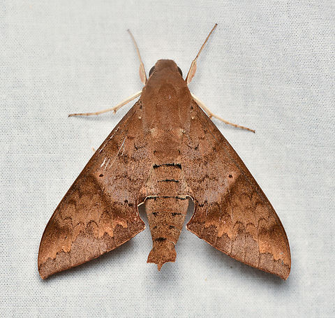 Pachylioides resumens, La Isla Escondida, Colombia  Colombia,Colombia 2024,Fall,Geotagged,La Isla Escondida,Pachylioides,Pachylioides resumens,South America,World