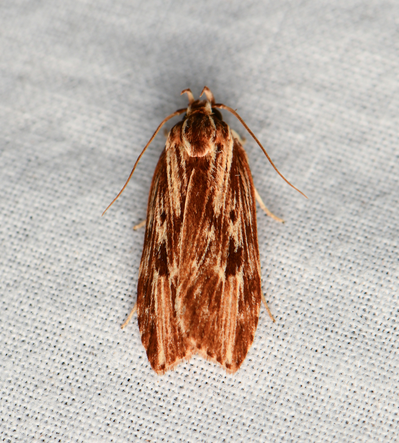 Depressariidae, Gelechiidae, La Isla Escondida, Colombia  Colombia,Colombia 2024,Fall,Geotagged,La Isla Escondida,South America,World