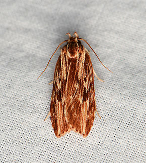 Depressariidae, Gelechiidae, La Isla Escondida, Colombia  Colombia,Colombia 2024,Fall,Geotagged,La Isla Escondida,South America,World