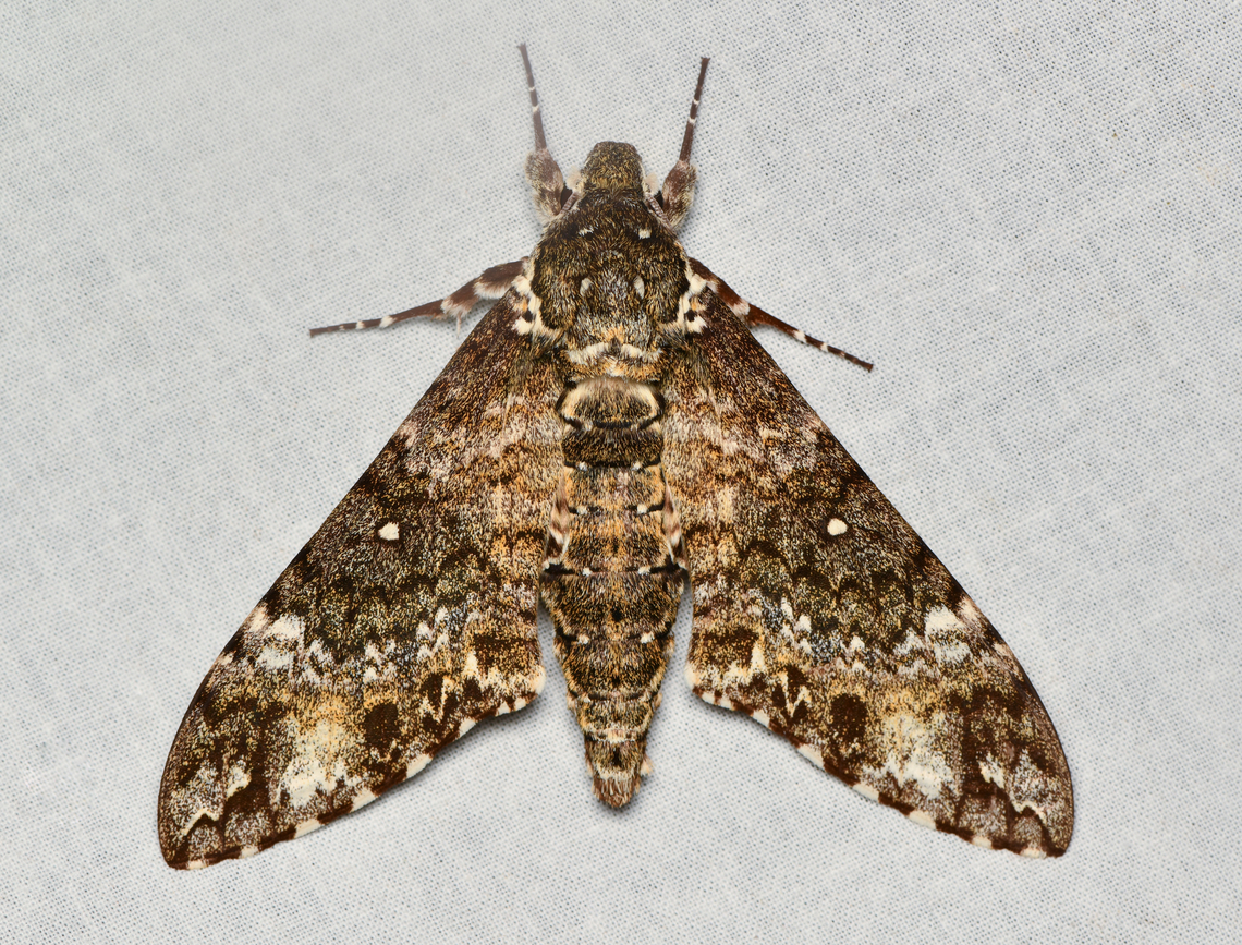 Manduca schausi, La Isla Escondida, Colombia  Colombia,Colombia 2024,Fall,Geotagged,La Isla Escondida,Manduca schausi,South America,World