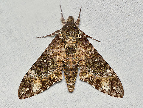 Manduca schausi, La Isla Escondida, Colombia  Colombia,Colombia 2024,Fall,Geotagged,La Isla Escondida,Manduca schausi,South America,World