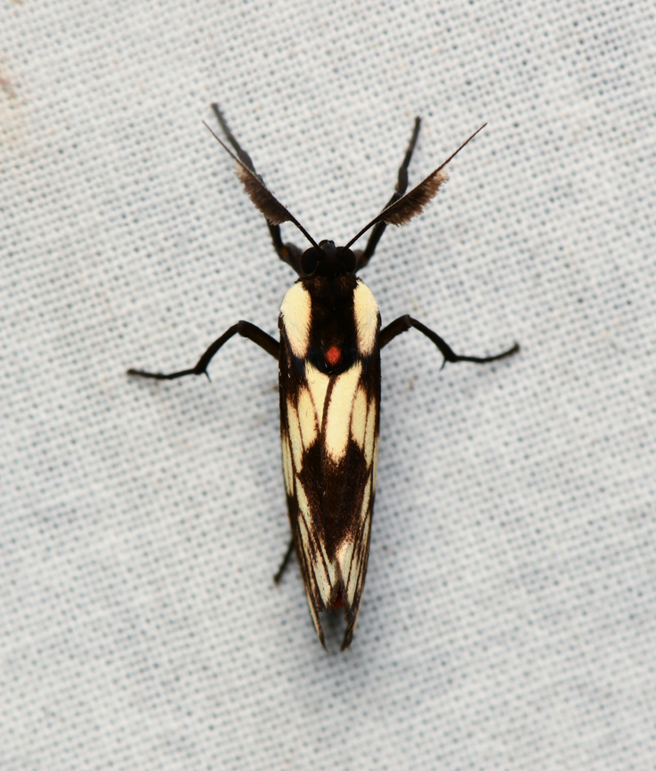 Ardonea tenebrosa, La Isla Escondida, Colombia  Ardonea tenebrosa,Colombia,Colombia 2024,Fall,Geotagged,La Isla Escondida,South America,World