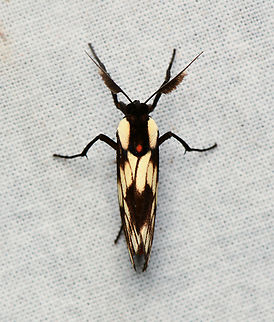 Ardonea tenebrosa, La Isla Escondida, Colombia  Ardonea tenebrosa,Colombia,Colombia 2024,Fall,Geotagged,La Isla Escondida,South America,World