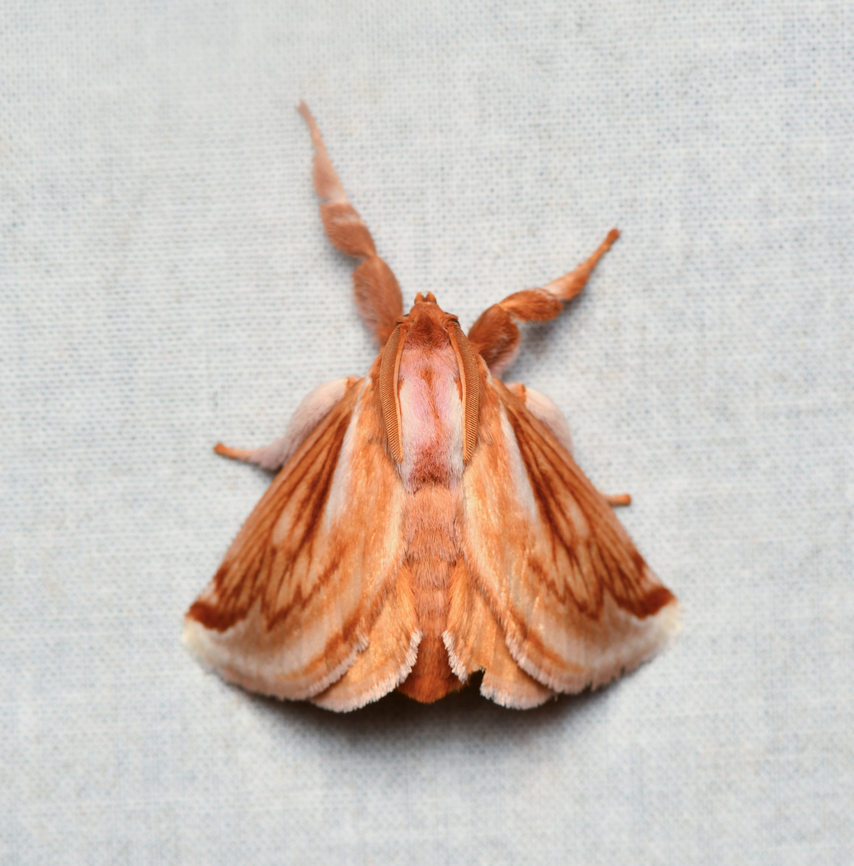 Perola villosipes, La Isla Escondida, Colombia Check out the mantis-like pose of this moth:<br />
<a href="https://inaturalist-open-data.s3.amazonaws.com/photos/335450966/original.jpeg" rel="nofollow">https://inaturalist-open-data.s3.amazonaws.com/photos/335450966/original.jpeg</a> Colombia,Colombia 2024,Fall,Geotagged,La Isla Escondida,Perola villosipes,South America,World