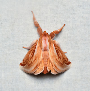 Perola villosipes, La Isla Escondida, Colombia Check out the mantis-like pose of this moth:
https://inaturalist-open-data.s3.amazonaws.com/photos/335450966/original.jpeg Colombia,Colombia 2024,Fall,Geotagged,La Isla Escondida,Perola villosipes,South America,World