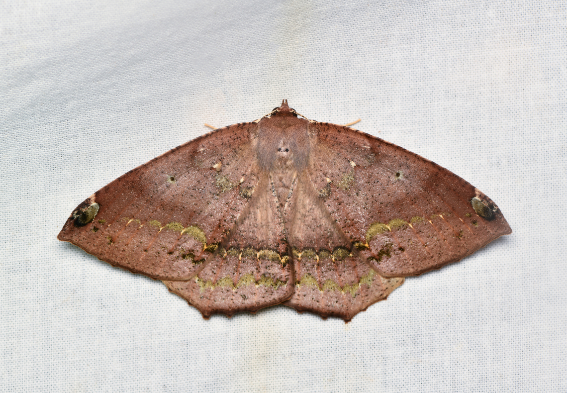 Herbita sp., La Isla Escondida, Colombia Herbita amicaria looks close. Colombia,Colombia 2024,Fall,Geotagged,La Isla Escondida,South America,World